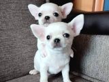 XXS TEACUP CHİVAVA