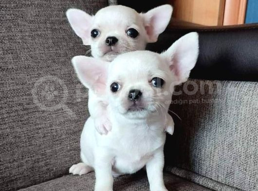 Xxs Teacup Chi̇vava