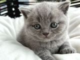 Muhteşem Top Kafa British Shorthair