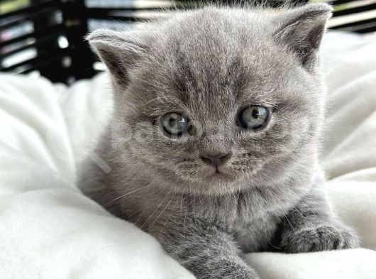 Muhteşem Top Kafa British Shorthair görsel