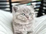 Muhteşem Top Kafa British Shorthair