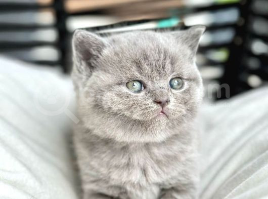 Muhteşem Top Kafa British Shorthair