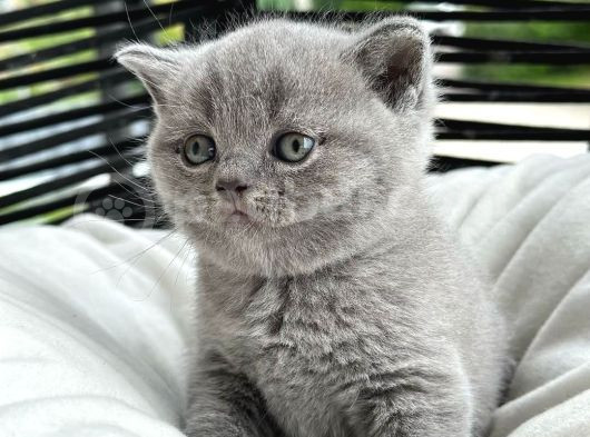 Muhteşem Top Kafa British Shorthair görsel