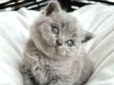 Muhteşem Top Kafa British Shorthair