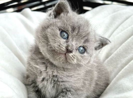 Muhteşem Top Kafa British Shorthair görsel