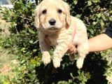 Kusursuz maltipoo yavrumuz sağlık ve ırk garantilidir