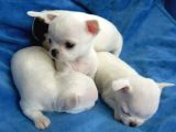 Xxs Teacup Chi̇vava