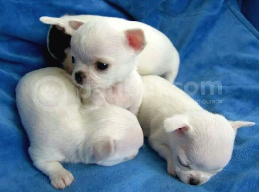 Xxs Teacup Chi̇vava görsel