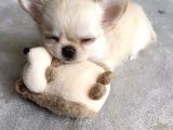 Xxs Teacup Chi̇vava