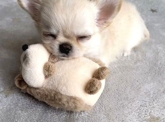 Xxs Teacup Chi̇vava görsel