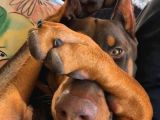 Kızıl Doberman Show Kalite Hasodur Ağalar