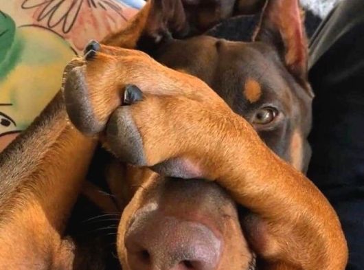 Kızıl Doberman Show Kalite Hasodur Ağalar görsel