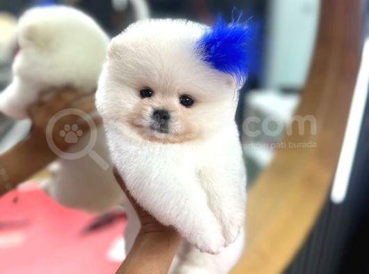 Boncuk Teacup Ki̇lo Garanti̇li̇ Kar Beyaz Pomerani̇an Boo görsel