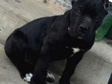 Xxl Cane Corso