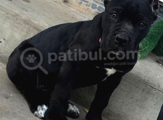 Xxl Cane Corso görsel