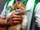 Show kalite orange british