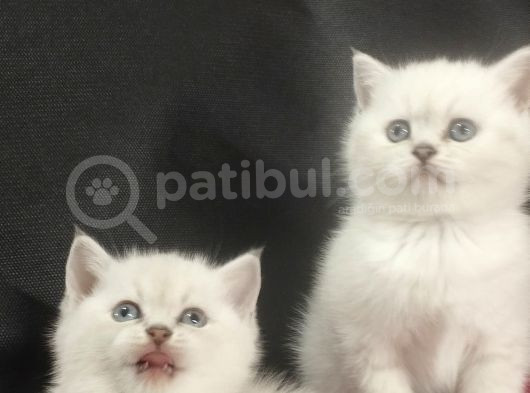 50 Günlük Mavi̇ Göz Di̇şi̇ Yavrular görsel