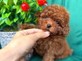 TOY POODLE SAĞLIK VE IRK GARANTİLİ