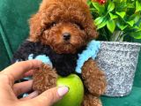 Toy Poodle Sağlik Ve Irk Garanti̇li̇