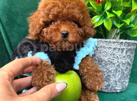 Toy Poodle Sağlik Ve Irk Garanti̇li̇ görsel