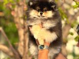 Ayı Surat Garantili Pomeranian Boo Yavrularımız