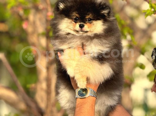 Ayı Surat Garantili Pomeranian Boo Yavrularımız görsel