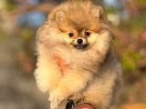 Ayı surat garantili pomeranian boo Yavrularımız