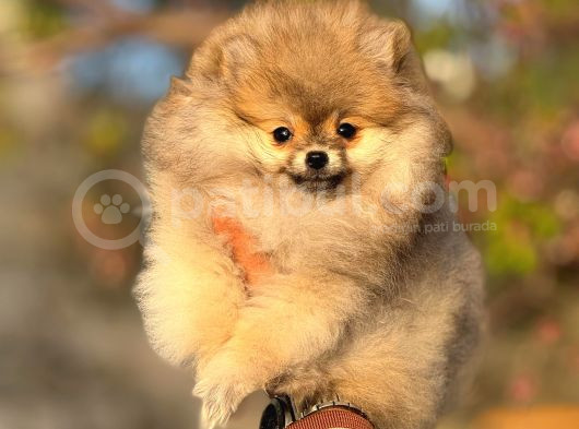 Ayı Surat Garantili Pomeranian Boo Yavrularımız