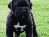 Xxl Cane Corso