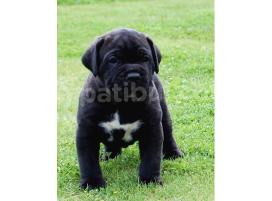 Xxl Cane Corso görsel