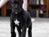 Xxl Cane Corso