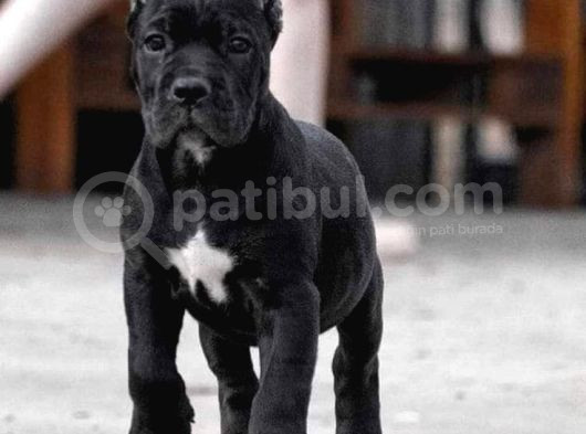 Xxl Cane Corso görsel