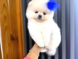 BONCUK TEACUP KİLO GARANTİLİ KAR BEYAZ POMERANİAN BOO