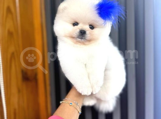 Boncuk Teacup Ki̇lo Garanti̇li̇ Kar Beyaz Pomerani̇an Boo