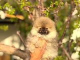 Ayı Surat Garantili Pomeranian Boo Yavrularımız
