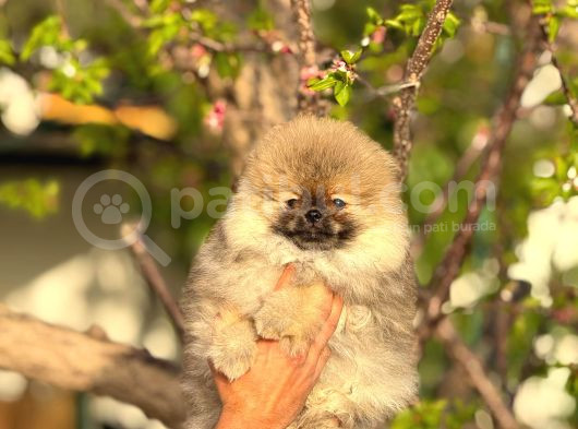 Ayı Surat Garantili Pomeranian Boo Yavrularımız görsel