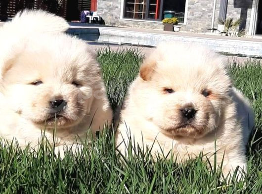Chow Chow Yavruları  Istanbul görsel