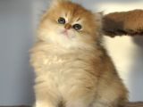 Safkan British Longhair 2 Aylık Yavrular Ny12