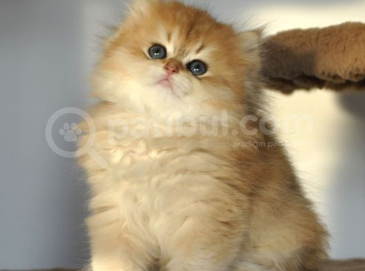 Safkan British Longhair 2 Aylık Yavrular Ny12 görsel