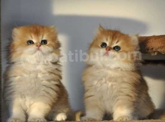 Safkan British Longhair 2 Aylık Yavrular Ny12 görsel