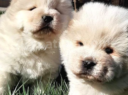 Chow Chow Yavruları  Istanbul görsel