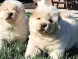 Chow Chow Yavruları  Istanbul