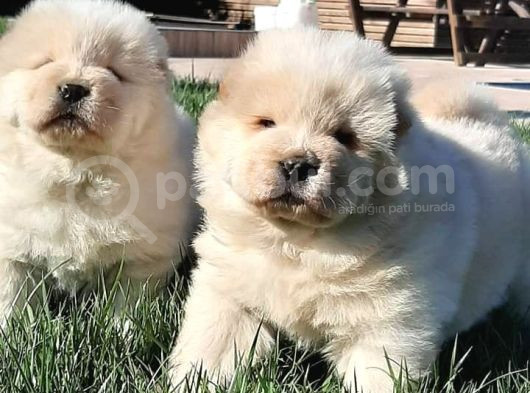 Chow Chow Yavruları  Istanbul