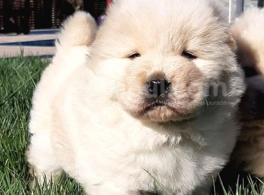 Chow Chow Yavruları  Istanbul görsel