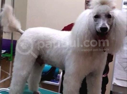 Çok Uygun Fi̇yatlara Standart Poodle Yavrular görsel