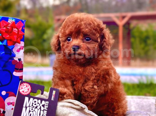 Türki̇yeni̇n En Özel Red Brown Poodle Yavrulari̇ Si̇zleri̇ Bekli̇yor görsel