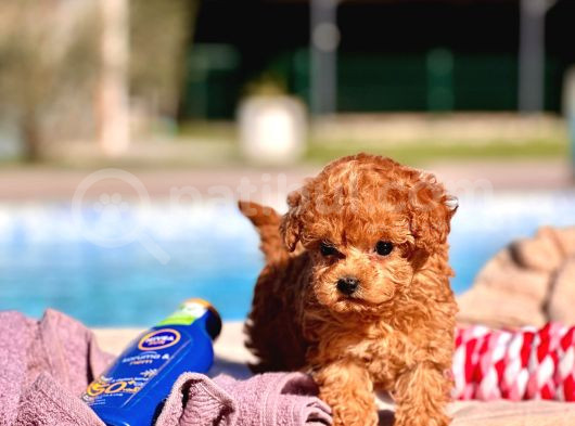 Türki̇yeni̇n En Özel Mi̇cro Poodle Yavrulari görsel