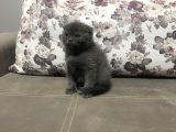 0 Kulak Yuvarlak Surat Scotti̇sh Fold Bebekler