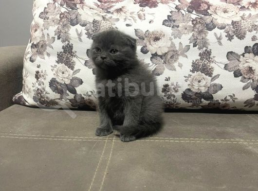 0 Kulak Yuvarlak Surat Scotti̇sh Fold Bebekler görsel