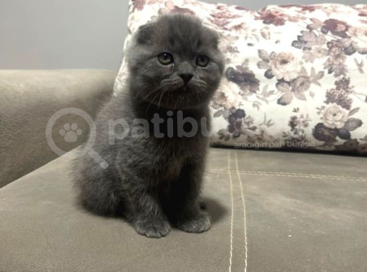 0 Kulak Yuvarlak Surat Scotti̇sh Fold Bebekler görsel